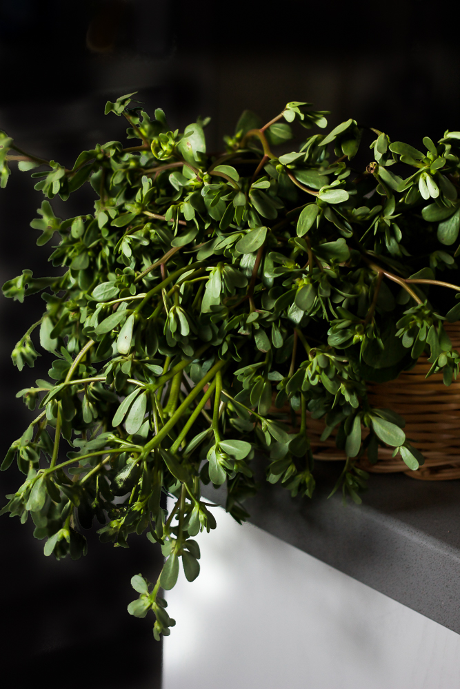 La portulaca