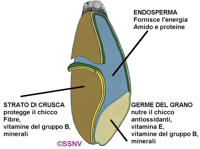 grano